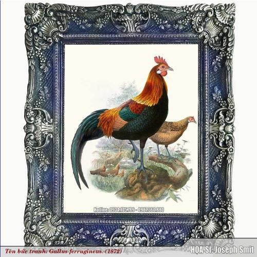 Gallus-ferrugineus-1872-Z1-1757743859.jpg