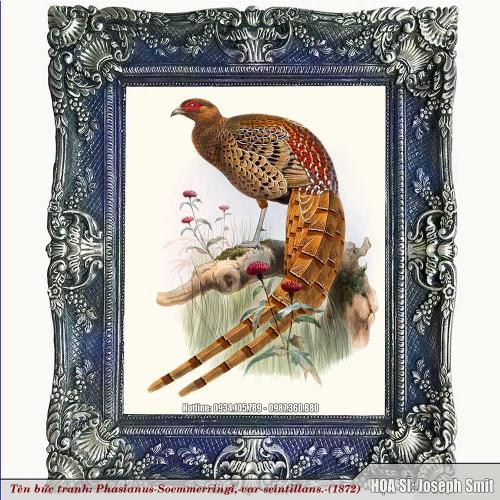 Phasianus-Soemmerringi-var-scintillans-1872-Z1-1757743868.jpg