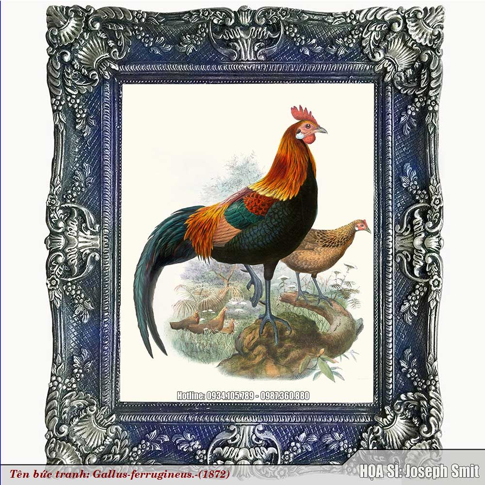 Gallus-ferrugineus-1872-Z1-1757743859.jpg