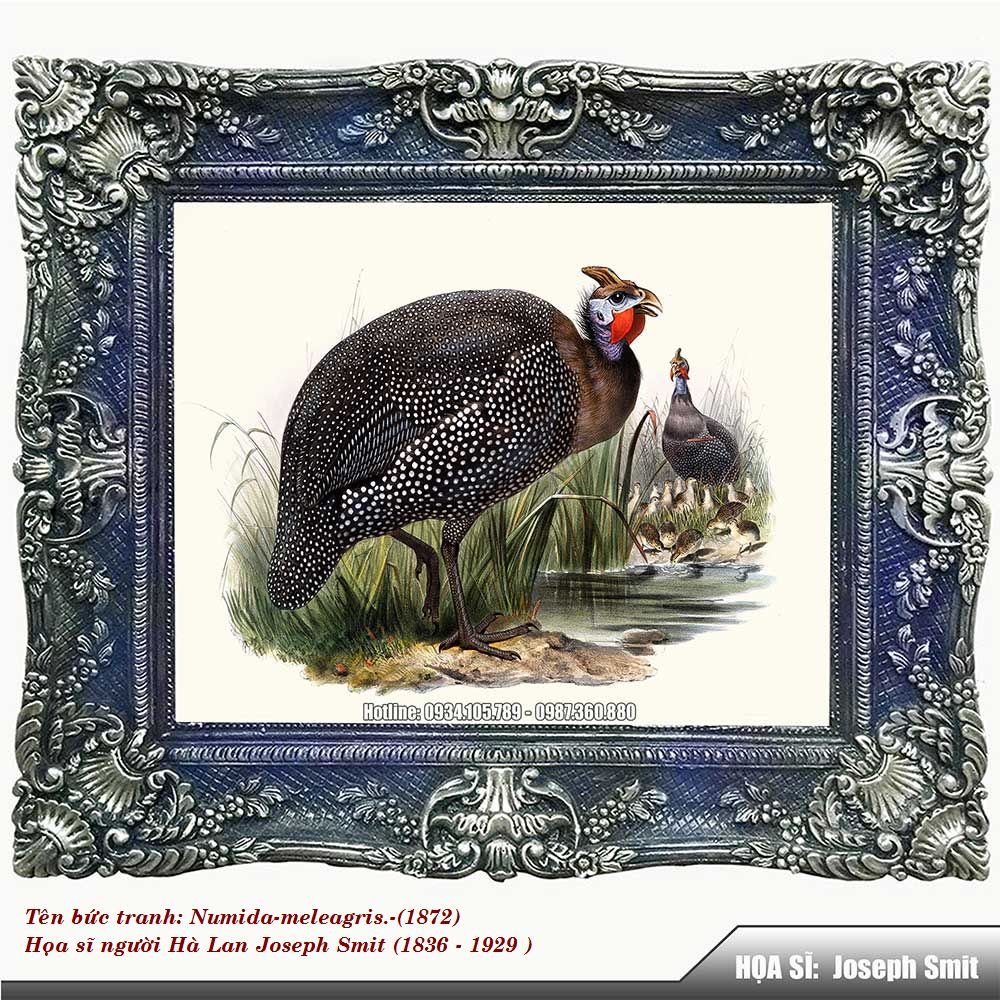Numida-meleagris-1872-Z1-1757743863.jpg