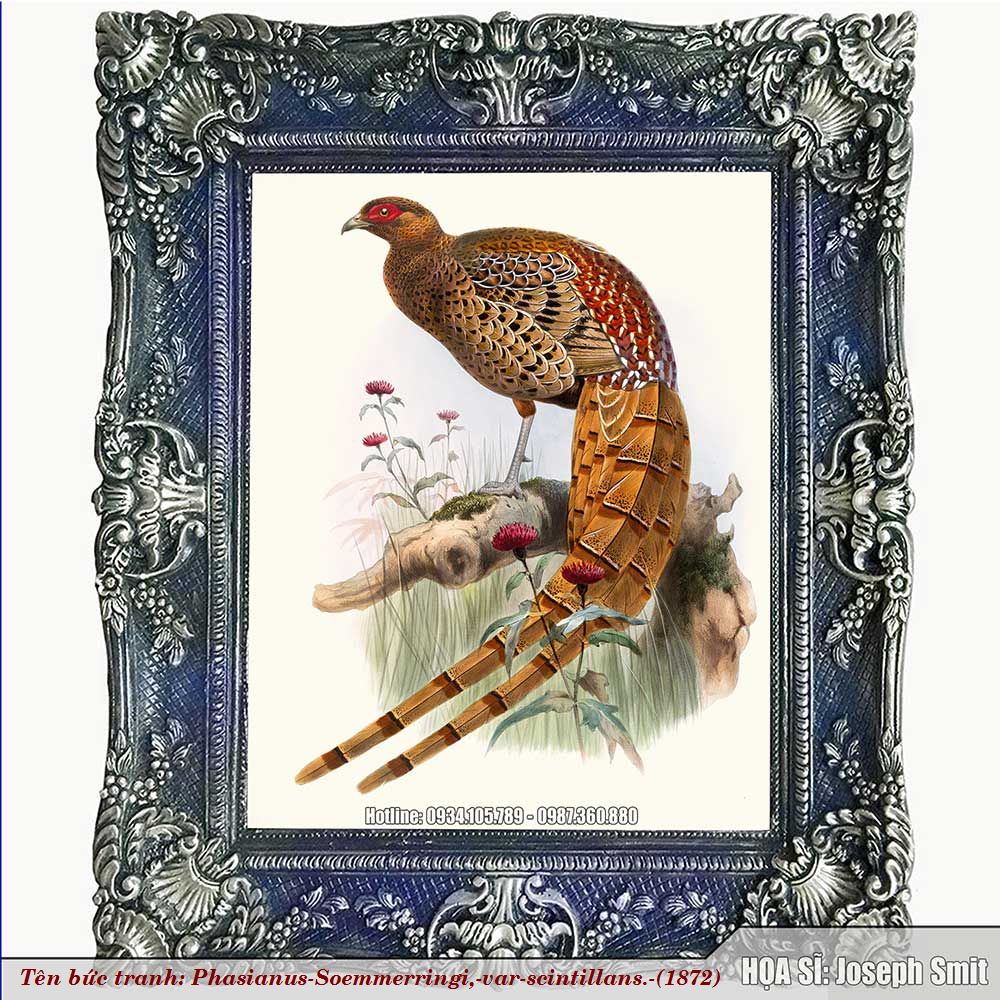 Phasianus-Soemmerringi-var-scintillans-1872-Z1-1757743868.jpg