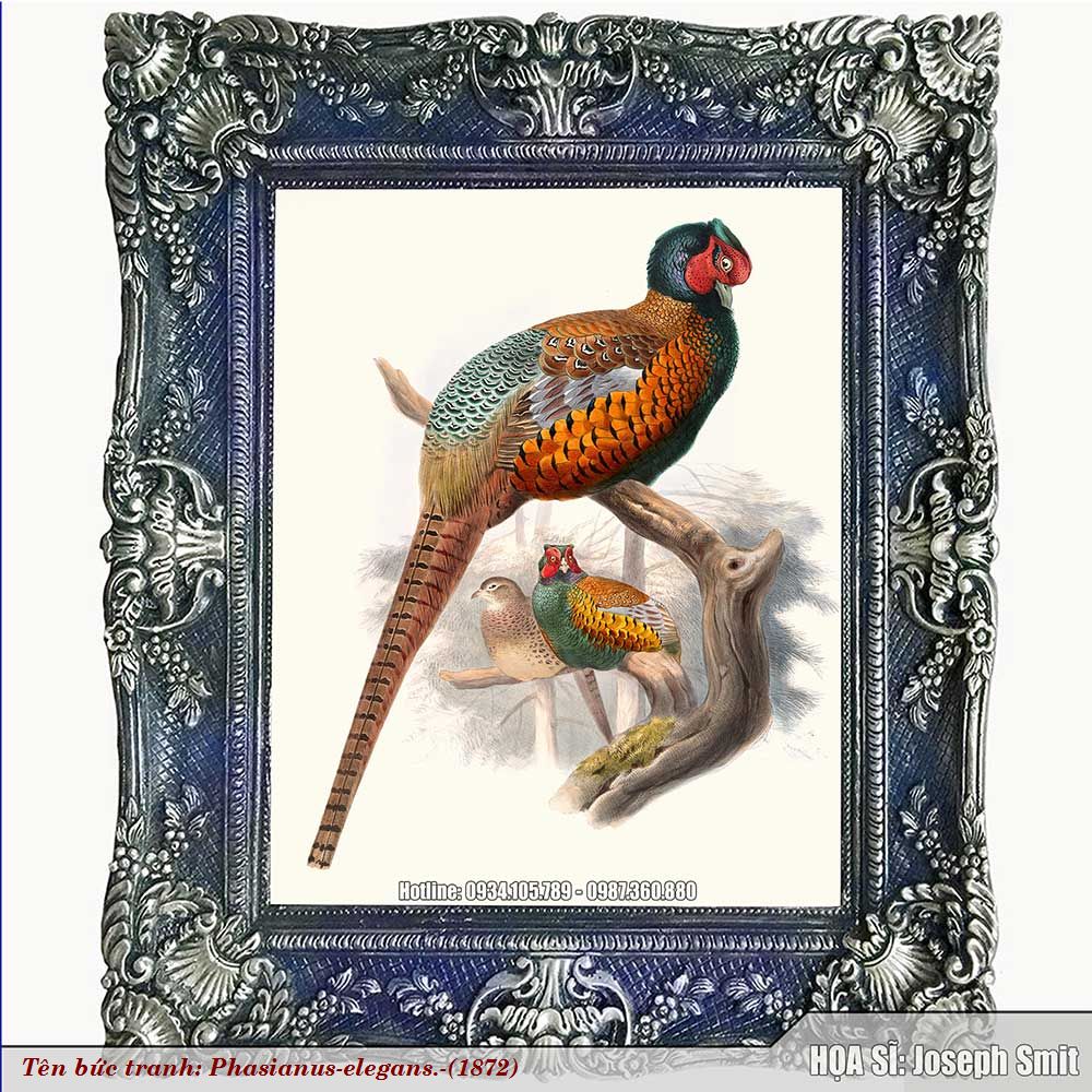 Phasianus-elegans-1872-Z1-1757743867.jpg